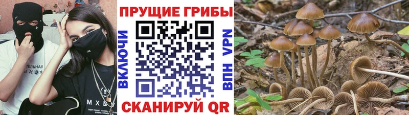 Галлюциногенные грибы Psilocybine cubensis  Купить где  Холм 